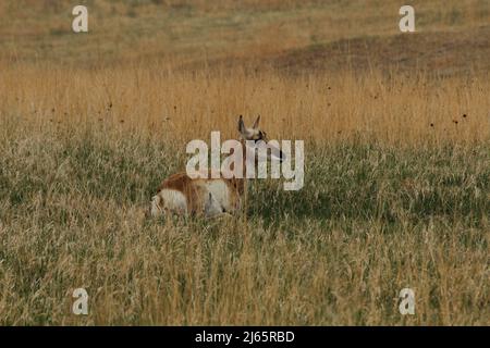 Die weibliche Pronghorn Antelope saß in einer Prärie. South Dakota Stockfoto