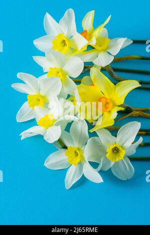 Weiße und gelbe Narzissen auf blauem Hintergrund. Blume mit orangefarbenem Zentrum. Frühlingsblumen. Eine einfache Narzissenknospe. Narcissus Bouquet. Florales Konzept. Stockfoto