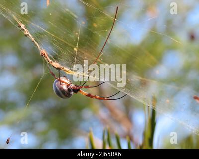 Goldene Beine strecken sich über ein zartes Netz und warten darauf, dass das Frühstück vorbeifliegt und sich verstricken lässt. Stockfoto