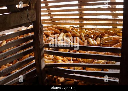 Holzscheune, halb voll mit Mais auf dem Land. Erschöpftes Maisreservekonzept im Dorf Stockfoto