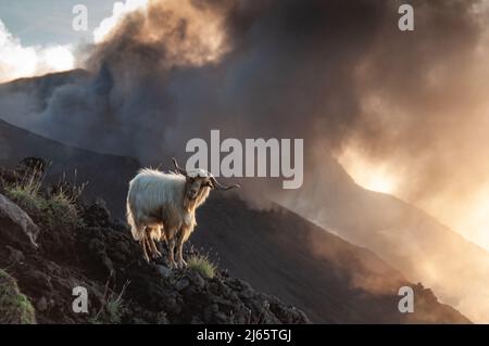 Wilde Ziege vor dem aktiven Vulkankan des Stromboli. Vulkanasche, Dämpfe. Ca. 750 m ü NN, Alter Aufstiegsweg von Punta Labronzo. Stockfoto