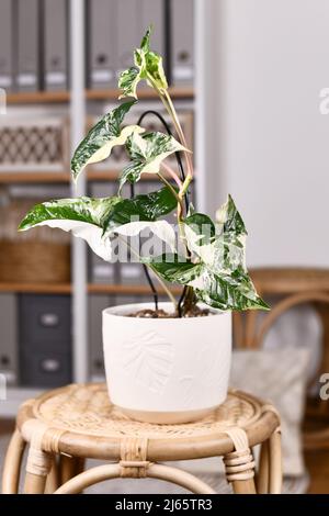 Getopfte exotische Zimmerpflanze „Syngonium Podophyllum Variegata“ mit weißen Flecken auf dem Tisch im Wohnzimmer im Boho-Stil Stockfoto