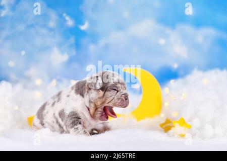 Gähnende französische Bulldog-Welpe zwischen flauschigen Wolken mit Mond und Sternen Stockfoto