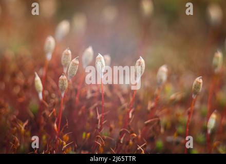 Makro aus jungen Moos. Mikrowelt von Waldmoos. Stockfoto