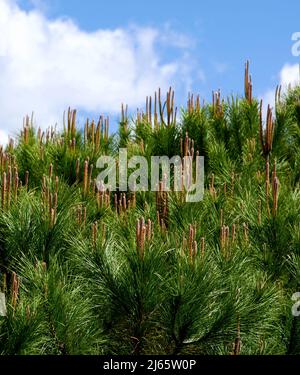 Rahmen von jungen Schüssen von Zedernbaum auf blauem Himmel Hintergrund im Freien. Fokus auf Vordergrund Stockfoto