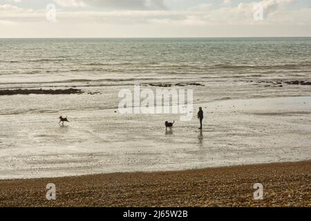 Frau, die am Kiesstrand von Bognor Regis in West Sussex, England, zwei Hunde läuft. Mit Bewegungsunschärfen bei sich bewegenden Hunden. Stockfoto