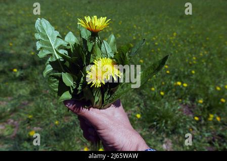 Mann, der im Frühling die Blätter des Dandelions sammelt Stockfoto