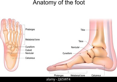 Fußanatomie. Menschlicher Fuß mit dem Namen und der Beschreibung aller Knochen und Standorte. Draufsicht und Seitenansicht. Bögen der Füße. Skelettanatomie. Vektor Stock Vektor