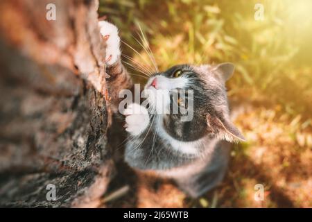 Katze kratzt Baum im Freien. Die Katze schärft ihre Krallen auf einem Baumstamm in der Natur. Stockfoto
