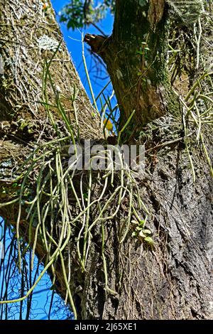 Mistelkaktus auf Baumstamm (Rhipsalis baccifera) Stockfoto