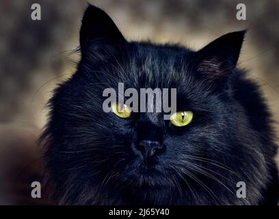 Porträt einer schwarzen Katze mit gelben Augen und verschwommenem Hintergrund Stockfoto