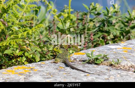 Vigo, Spanien - 24. Apr 2020: Wilde große grüne Eidechse in der Sonne des Naturparks der Cies-Inseln in Galizien Stockfoto