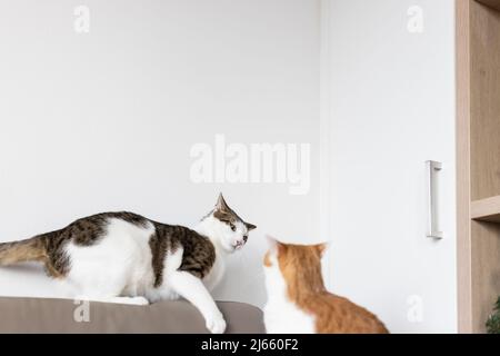 Zwei Hauskatzen spielen und kämpfen auf der Ledercouch. Zwei Haustiere verhalten sich zu Hause Konzept. Selektiver Fokus, weiße Wand, Kopierbereich Stockfoto