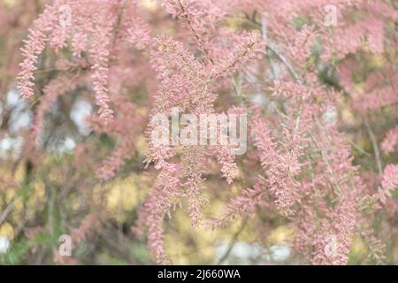 Blühende Zweige des tamarix Strauch im grünen Park. Frühlingshintergrund mit rosa blühenden Pflanzen. Nahaufnahme, weicher selektiver Fokus Stockfoto