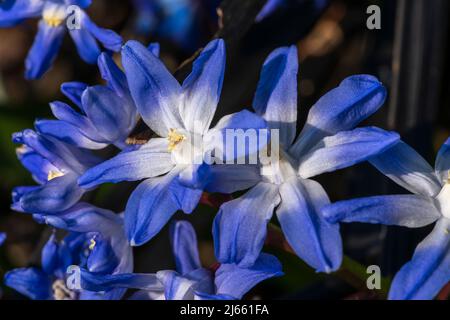 Glory of the Snow (Chionodoxa luciliae) eine winterfrühlingsblühende Pflanze mit einer blau-weißen Frühlingsblume, auch bekannt als scilla luciliae, Stockfoto Stockfoto