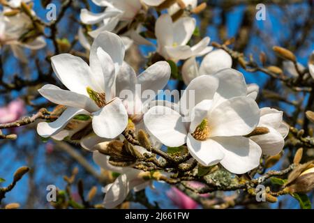 Magnolia Kobus 'Norman Gould' eine frühlingsblühende Baumstrauch-Pflanze mit einer weißen Frühlingsblumenblüte, Stockfoto Stockfoto