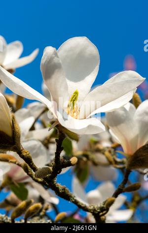 Magnolia Kobus 'Norman Gould' eine frühlingsblühende Baumstrauch-Pflanze mit einer weißen Frühlingsblumenblüte, Stockfoto Stockfoto