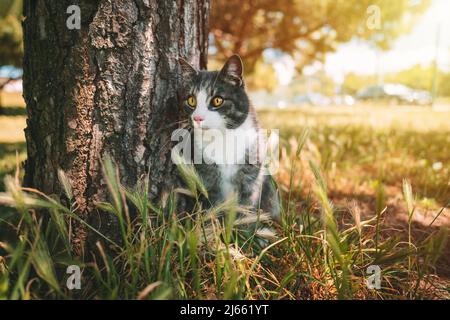 Schöne Hauskatze sitzt draußen in der Nähe des Baumes in der Natur an einem sonnigen Tag Stockfoto