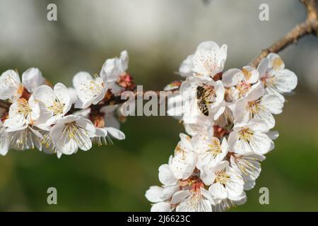 Blühender Frühlingsgarten. Blühender Zweig auf grünem Gras. Stockfoto