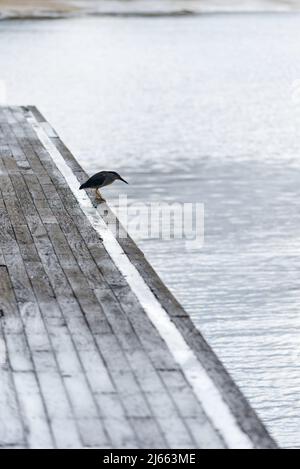 Ein gestreifter Reiher (Butorides striata) auch Mangrovenreiher, kleiner Reiher oder grüner Reiher steht am Rande eines Anlegekanals in Sydney, Australien Stockfoto