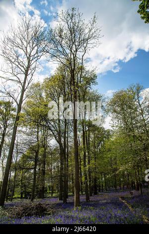 Eine atemberaubende Darstellung von frühlingshaften Blaubellen in Wäldern in der Nähe von Henley, in der Nähe von B... Stockfoto