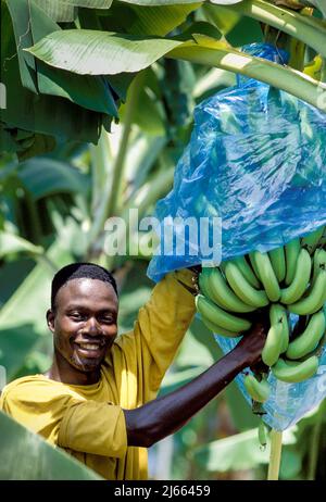 Ghana, New Akrade; Mann auf Bananenplantage. Stockfoto