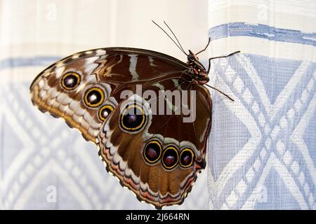 Großer Morpho-Schmetterling auf den blauen Vorhängen im Innenraum. Tiere und Insekten Hintergründe Stockfoto