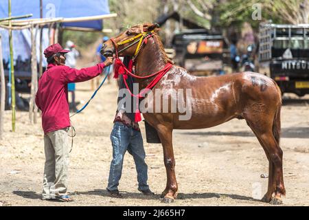 Sumbawa Besar, Indonesien - 16. September 2017: Pferderennen in Sumbawa Besar, Indonesien. Stockfoto