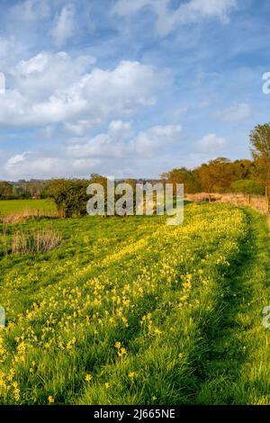 Kuhblumen am Ufer der Costa Beck in Pickering, North Yorkshire. Stockfoto