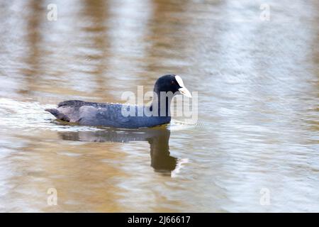 Wasservögel Eurasischer Ruß, Fulica atra auf Teich. Tschechische Republik, Europa Tierwelt Stockfoto