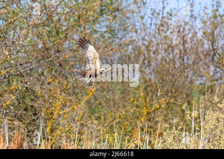 Marsh Harrier, Circus aeruginosus, Greifvögel nisten im Frühjahr in der Nähe des Teiches. Tschechische Republik, Europa Tierwelt Stockfoto