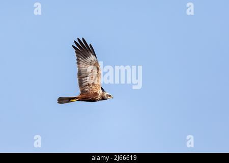 Marschkarrier, Circus aeruginosus, Greifvögel, die am blauen Himmel landen. Tschechische Republik, Europa Tierwelt Stockfoto