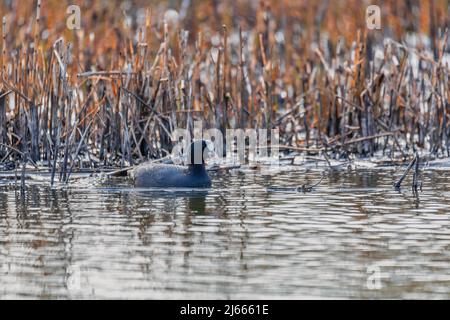 Wasservögel Eurasischer Ruß, Fulica atra, die sich im Schilf am Teich ernährt. Tschechische Republik, Europa Tierwelt Stockfoto