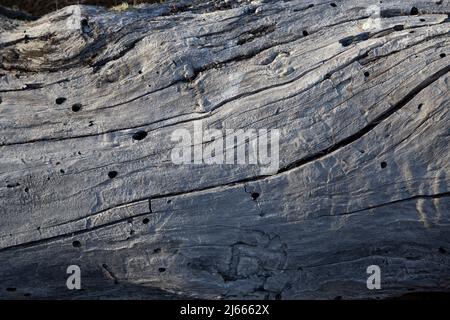 Struktur des trockenen Baumstamms Stockfoto
