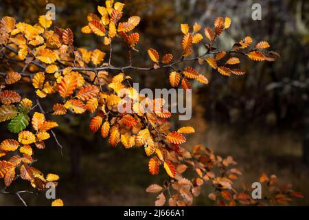 Gelbe Blätter kündigen den Herbst an Stockfoto