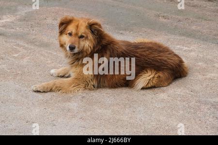 Der rote Hundemongrel liegt auf der Straße. Stockfoto