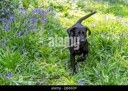 Courtmacsherry, West Cork, Irland. 28. April 2022. Esmee, der schwarze labrador-Welpe aus Timoleague, West Cork, holt heute einen Stock unter den Bluebells in Courtmacsherry Woods. Bluebells blühen normalerweise von Ende März bis Anfang Mai, können aber von Jahr zu Jahr variieren. Quelle: AG News/Alamy Live News Stockfoto