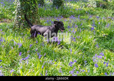 Courtmacsherry, West Cork, Irland. 28. April 2022. Esmee, der schwarze labrador-Welpe aus Timoleague, West Cork, holt heute einen Stock unter den Bluebells in Courtmacsherry Woods. Bluebells blühen normalerweise von Ende März bis Anfang Mai, können aber von Jahr zu Jahr variieren. Quelle: AG News/Alamy Live News Stockfoto