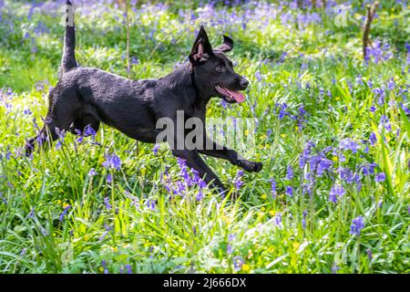 Courtmacsherry, West Cork, Irland. 28. April 2022. Esmee, der schwarze labrador-Welpe aus Timoleague, West Cork, holt heute einen Stock unter den Bluebells in Courtmacsherry Woods. Bluebells blühen normalerweise von Ende März bis Anfang Mai, können aber von Jahr zu Jahr variieren. Quelle: AG News/Alamy Live News Stockfoto