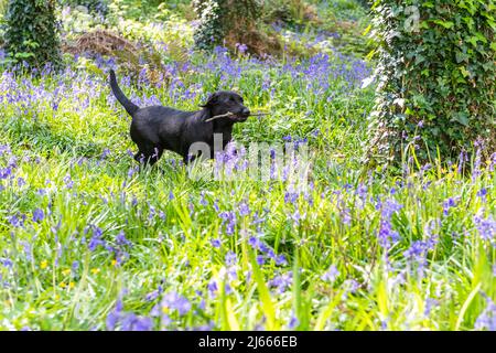 Courtmacsherry, West Cork, Irland. 28. April 2022. Esmee, der schwarze labrador-Welpe aus Timoleague, West Cork, holt heute einen Stock unter den Bluebells in Courtmacsherry Woods. Bluebells blühen normalerweise von Ende März bis Anfang Mai, können aber von Jahr zu Jahr variieren. Quelle: AG News/Alamy Live News Stockfoto