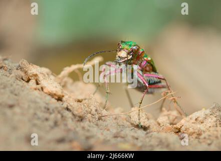 Makro Kopf Eines wilden, agilen Raubtieres Green Tiger Beetle, Cicindela campestris, Jagdbeute auf Sand UK Stockfoto