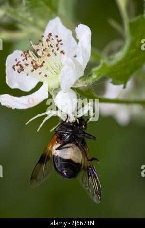 White Flower Crab Spider, Misumena vatia, auf Einer Bramble-Blume mit Beute Einer Pelluziden-Fliege, Volucella pellucens, Großbritannien Stockfoto