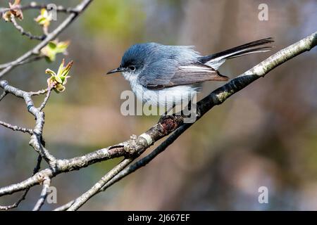 Blau-grauer Gnatcatcher im Frühjahrszug Ende April Stockfoto