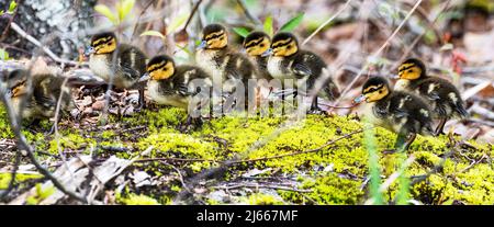 Frisch geschlüpfte Stockenten, die an Land gesammelt wurden Stockfoto