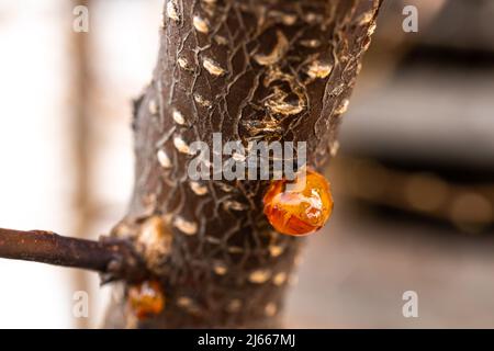 Baumnaturharz Nahaufnahme Makro Stockfoto