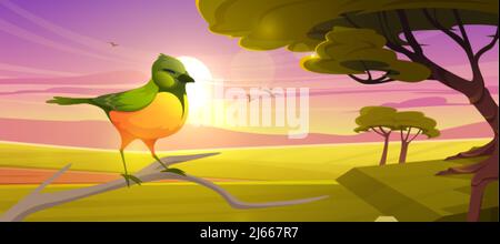 Niedlicher Vogel, der bei Sonnenuntergang auf dem Ast auf dem Hintergrund der Savanne sitzt. Vektor-Cartoon-Illustration der Savanne Landschaft mit afrikanischen Smaragd-Kuckuck, Akazie Stock Vektor