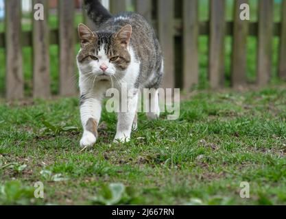 Eine Katze läuft im Hof. Stockfoto