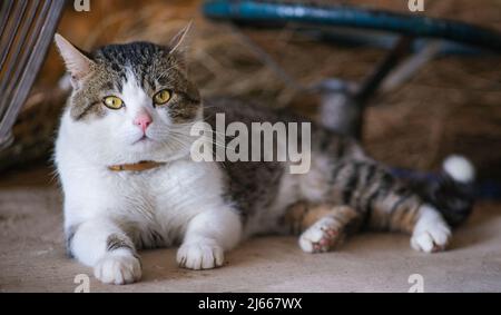 Die gefleckte Katze ruht in der Scheune. Stockfoto