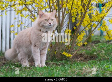 Eine hellrote Katze steht neben einem gelben Zierbaum. Stockfoto