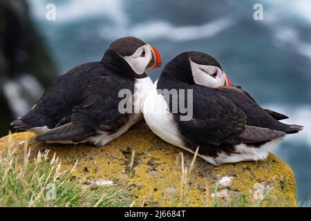 Papageitaucher auf Island - Papageitaucher in Island Stockfoto